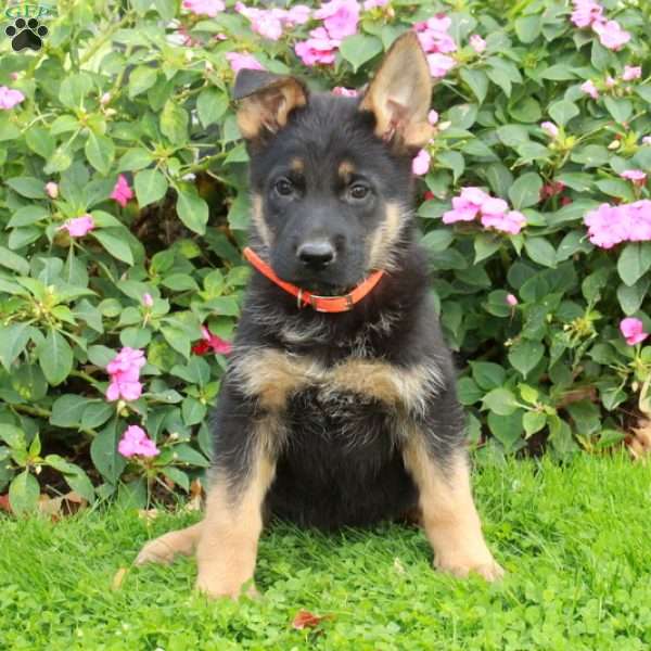 Bucky, German Shepherd Puppy