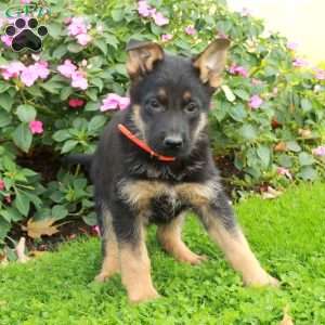 Bucky, German Shepherd Puppy