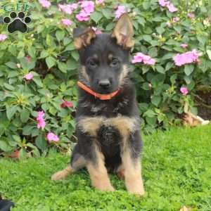 Bucky, German Shepherd Puppy