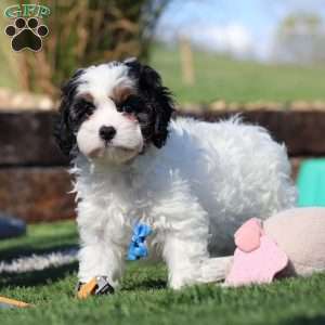 Buddy, Cavapoo Puppy