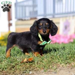 Buddy, Dachshund Puppy