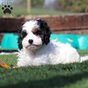 Buddy, Cavapoo Puppy