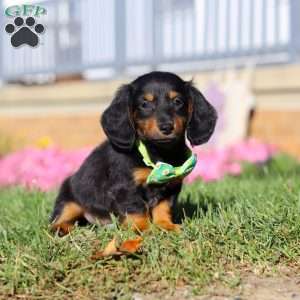 Buddy, Dachshund Puppy