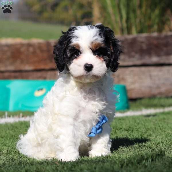 Buddy, Cavapoo Puppy