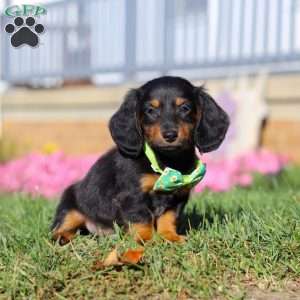 Buddy, Dachshund Puppy