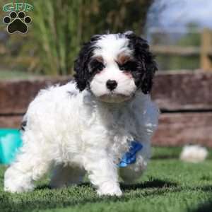 Buddy, Cavapoo Puppy