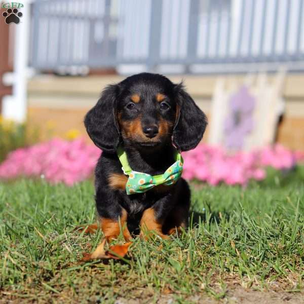 Buddy, Dachshund Puppy