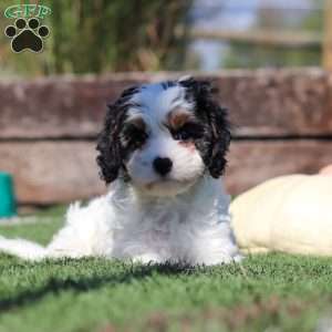 Buddy, Cavapoo Puppy