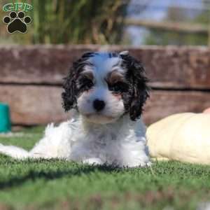 Buddy, Cavapoo Puppy