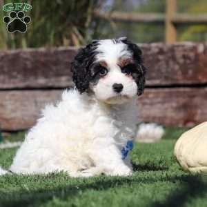 Buddy, Cavapoo Puppy