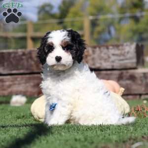 Buddy, Cavapoo Puppy