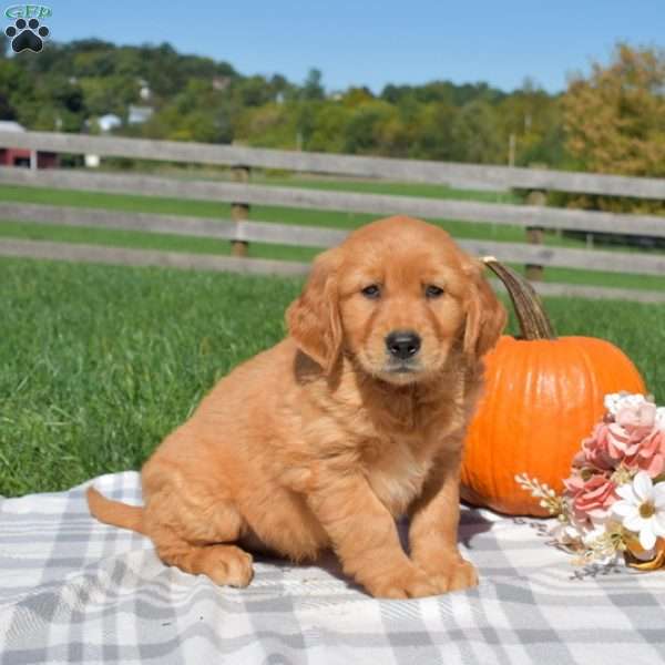 Buddy, Golden Retriever Puppy