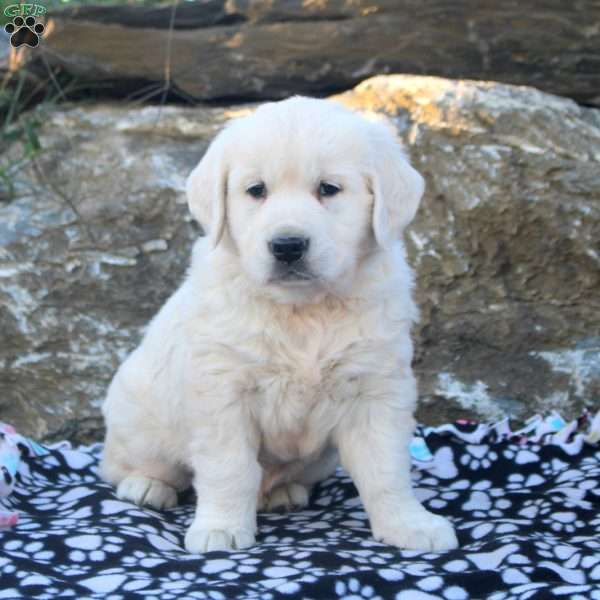 Buddy, English Cream Golden Retriever Puppy