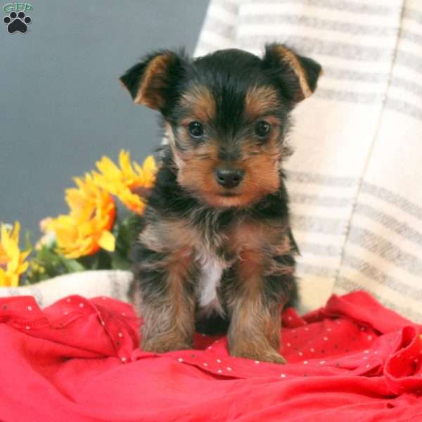 Buddy, Yorkie Puppy