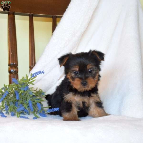 Buddy, Morkie / Yorktese Puppy