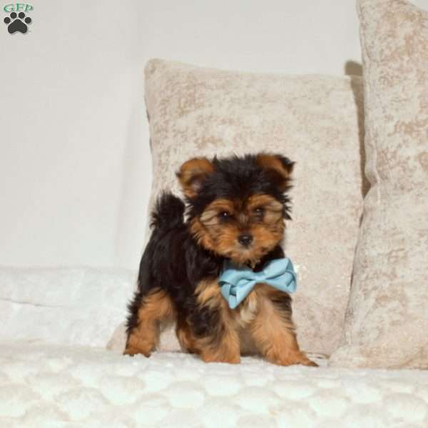 Buddy, Yorkie Puppy