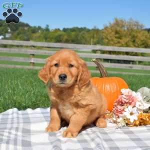 Buddy, Golden Retriever Puppy