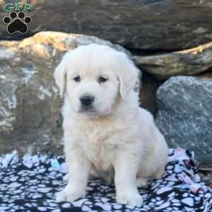 Buddy, English Cream Golden Retriever Puppy