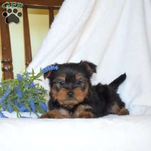 Buddy, Morkie / Yorktese Puppy