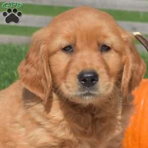 Buddy, Golden Retriever Puppy