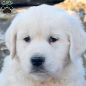 Buddy, English Cream Golden Retriever Puppy