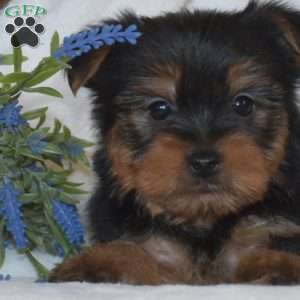 Buddy, Morkie / Yorktese Puppy