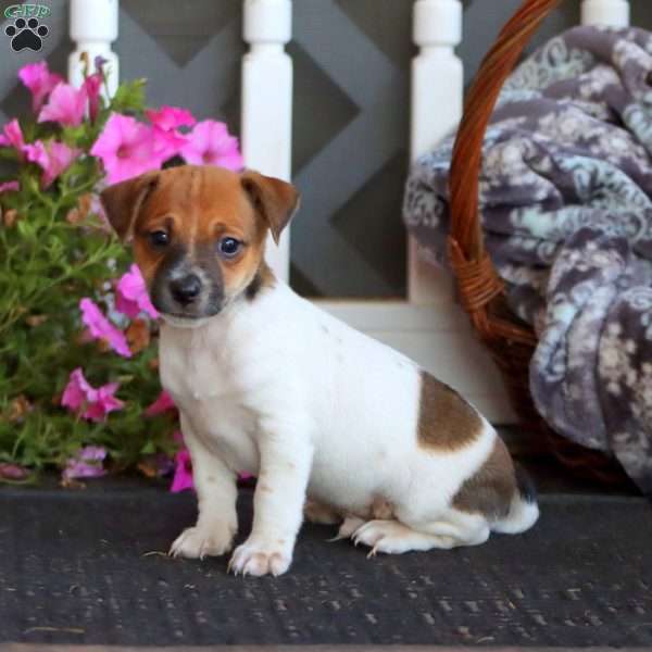 Buddy, Jack Russell Mix Puppy