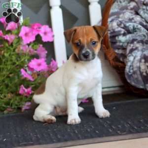 Buddy, Jack Russell Mix Puppy