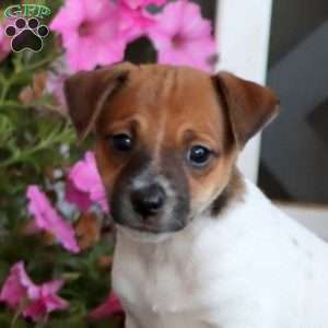 Buddy, Jack Russell Mix Puppy