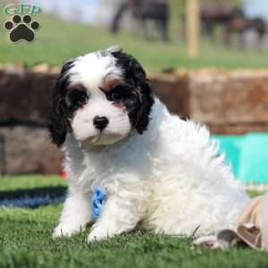 Buddy, Cavapoo Puppy