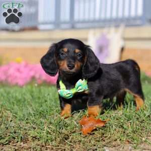 Buddy, Dachshund Puppy