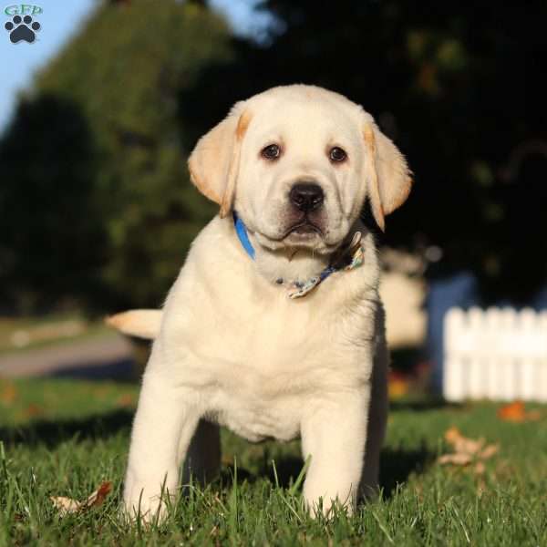 Buster, Yellow Labrador Retriever Puppy