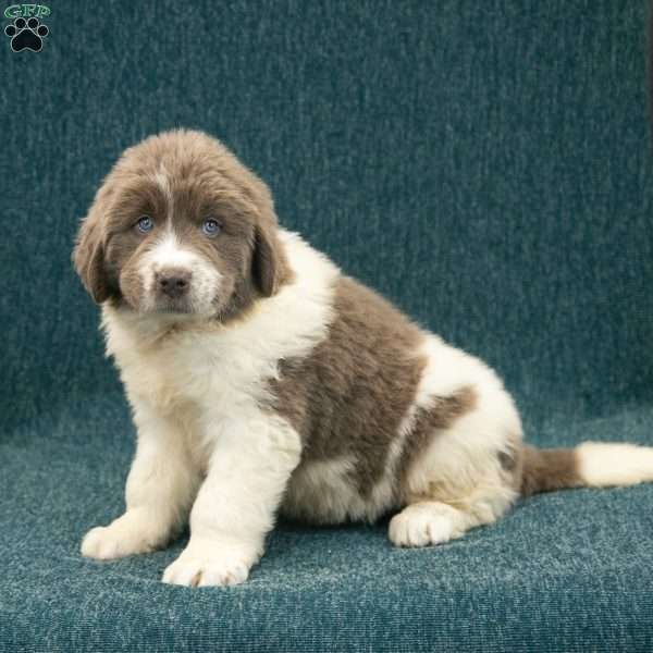 Buster, Newfoundland Puppy