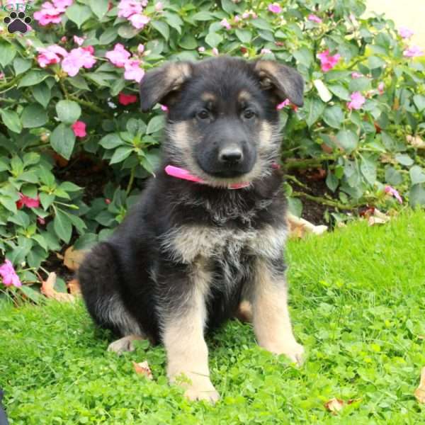 Buster, German Shepherd Puppy
