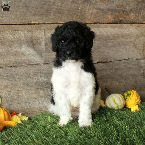 Buster – Moyen, Standard Poodle Puppy
