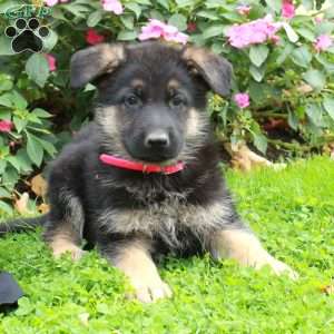 Buster, German Shepherd Puppy