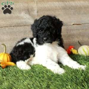 Buster – Moyen, Standard Poodle Puppy