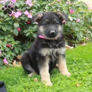 Buster, German Shepherd Puppy