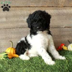 Buster – Moyen, Standard Poodle Puppy