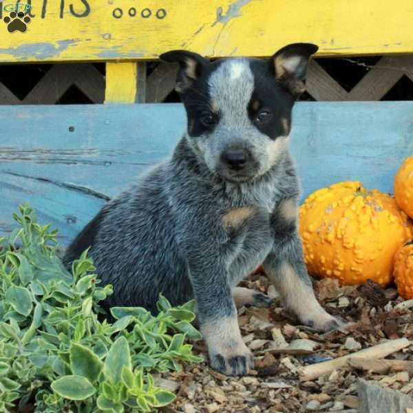 Butch, Blue Heeler – Australian Cattle Dog Puppy