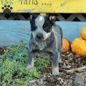 Butch, Blue Heeler – Australian Cattle Dog Puppy