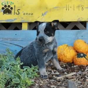 Butch, Blue Heeler – Australian Cattle Dog Puppy