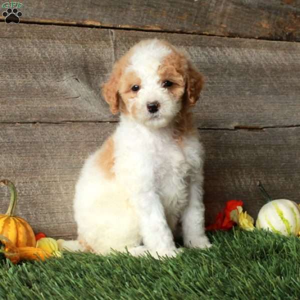 Buttercup – Moyen, Standard Poodle Puppy