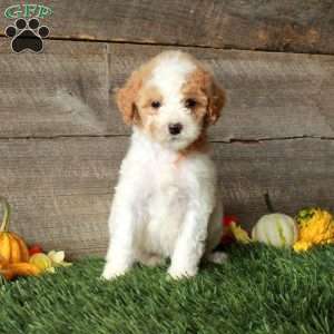 Buttercup – Moyen, Standard Poodle Puppy