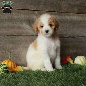 Buttercup – Moyen, Standard Poodle Puppy
