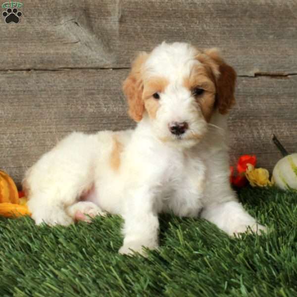 Butterfly – Moyen, Standard Poodle Puppy