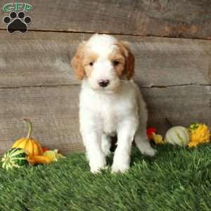 Butterfly – Moyen, Standard Poodle Puppy