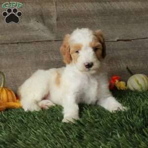 Butterfly – Moyen, Standard Poodle Puppy