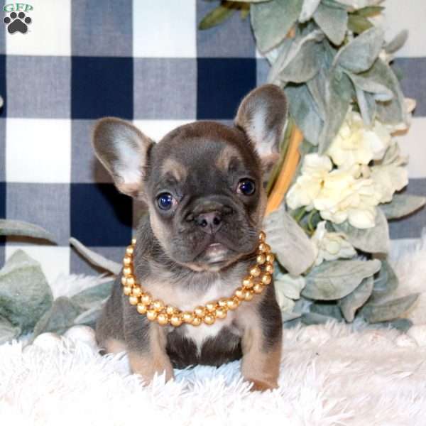 Butterfly, French Bulldog Puppy
