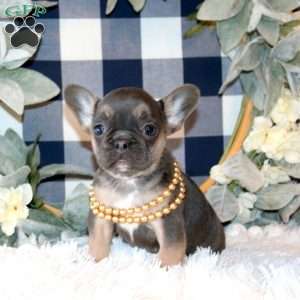 Butterfly, French Bulldog Puppy